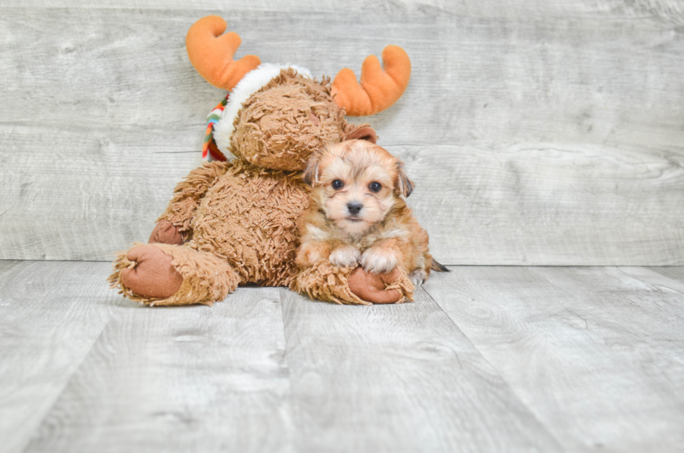 Popular Morkie Designer Pup