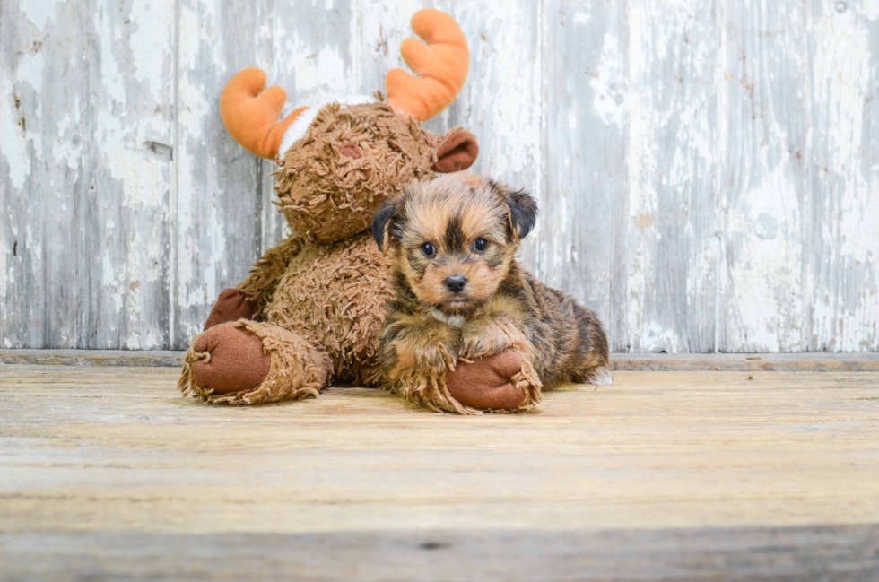 Shorkie Pup Being Cute