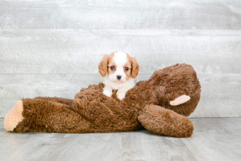 Akc Registered Cavalier King Charles Spaniel Baby