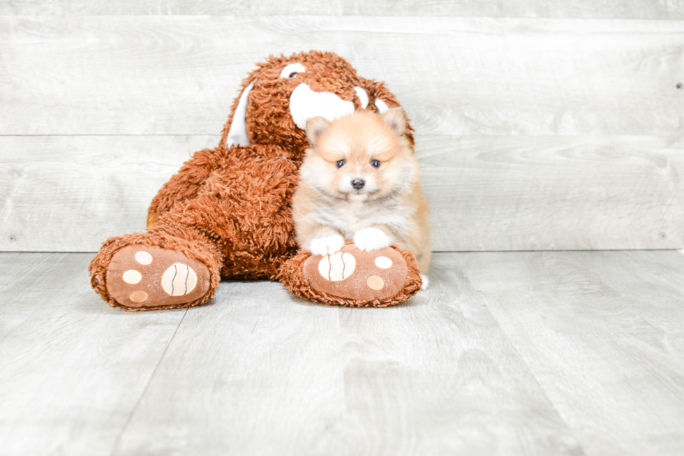 Pomeranian Pup Being Cute