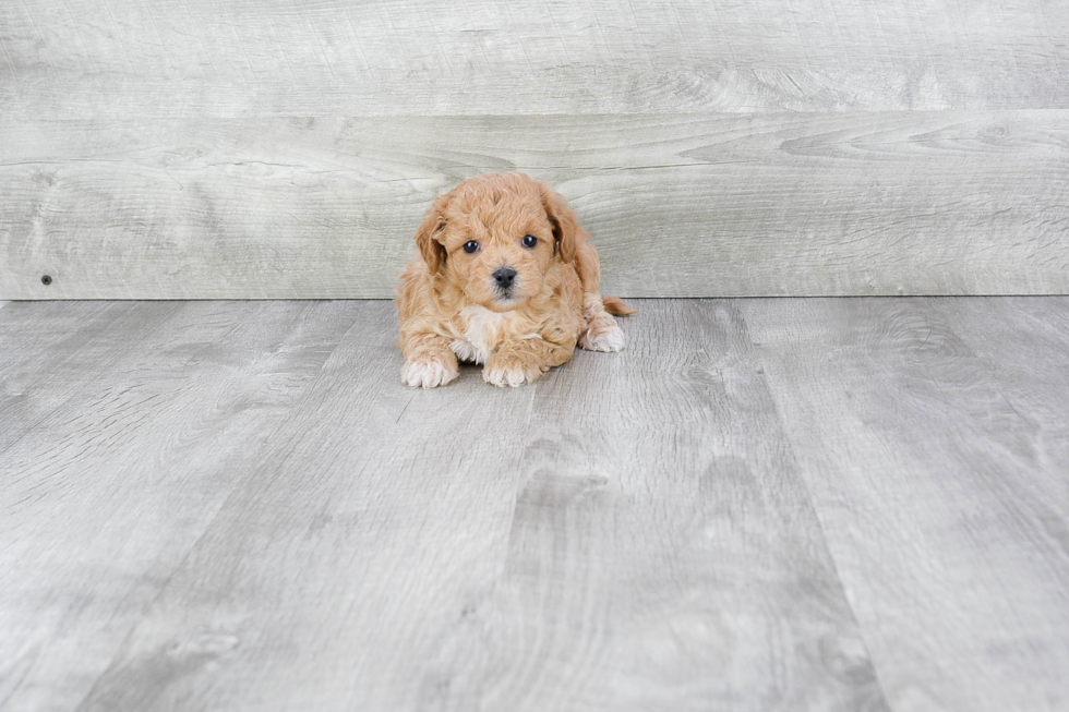 Maltipoo Puppy for Adoption