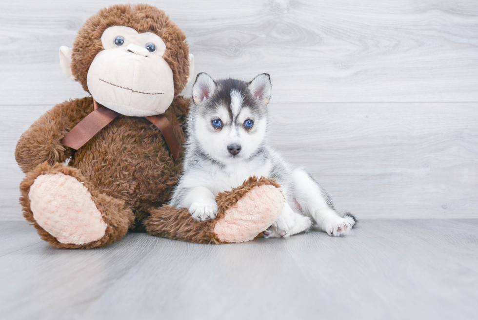 Pomsky Pup Being Cute