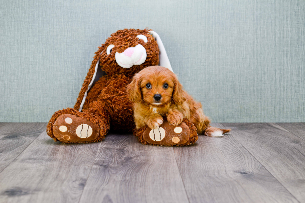 Cavapoo Pup Being Cute