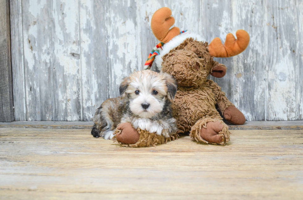 Popular Morkie Designer Pup