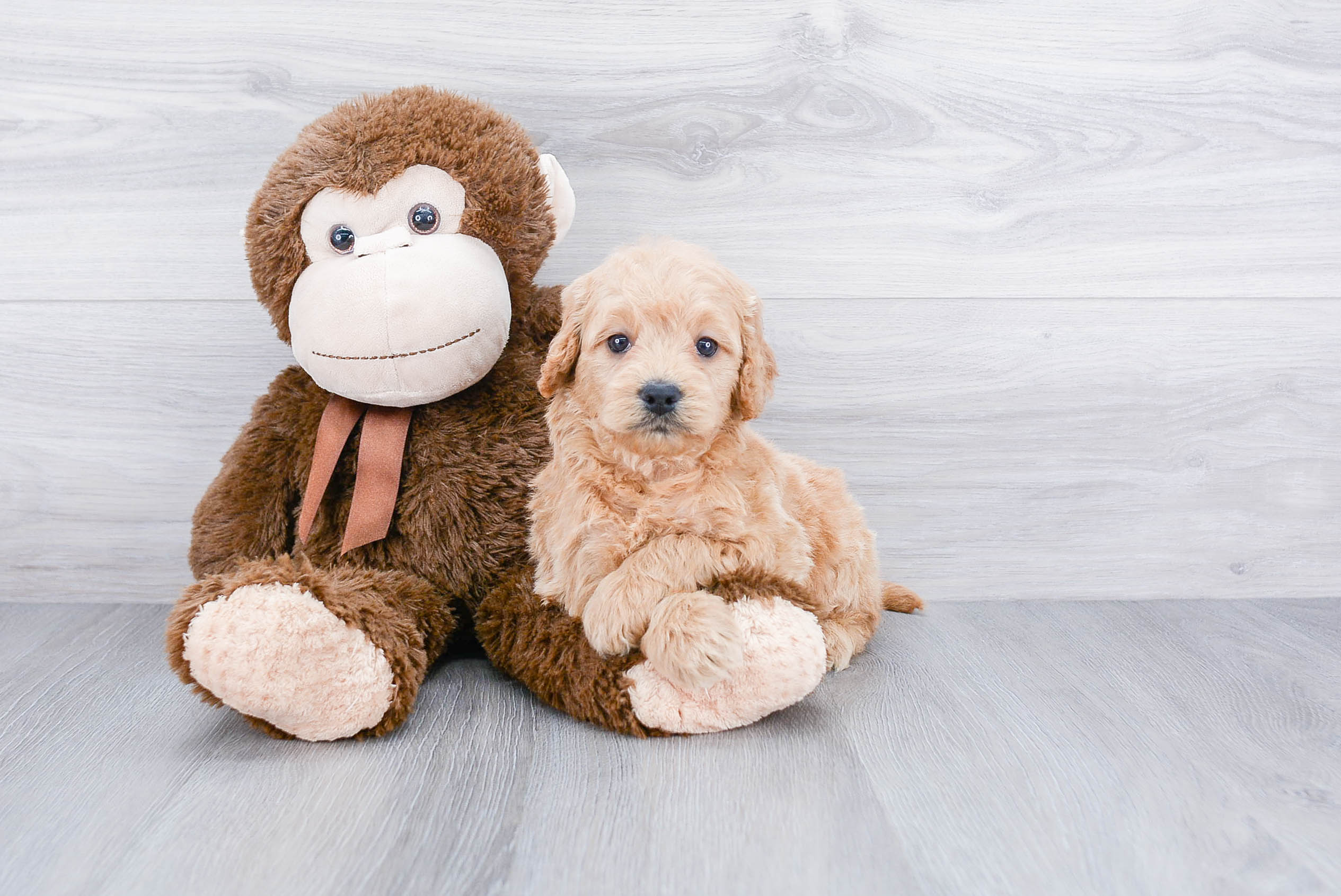 Best Mini Goldendoodle Baby