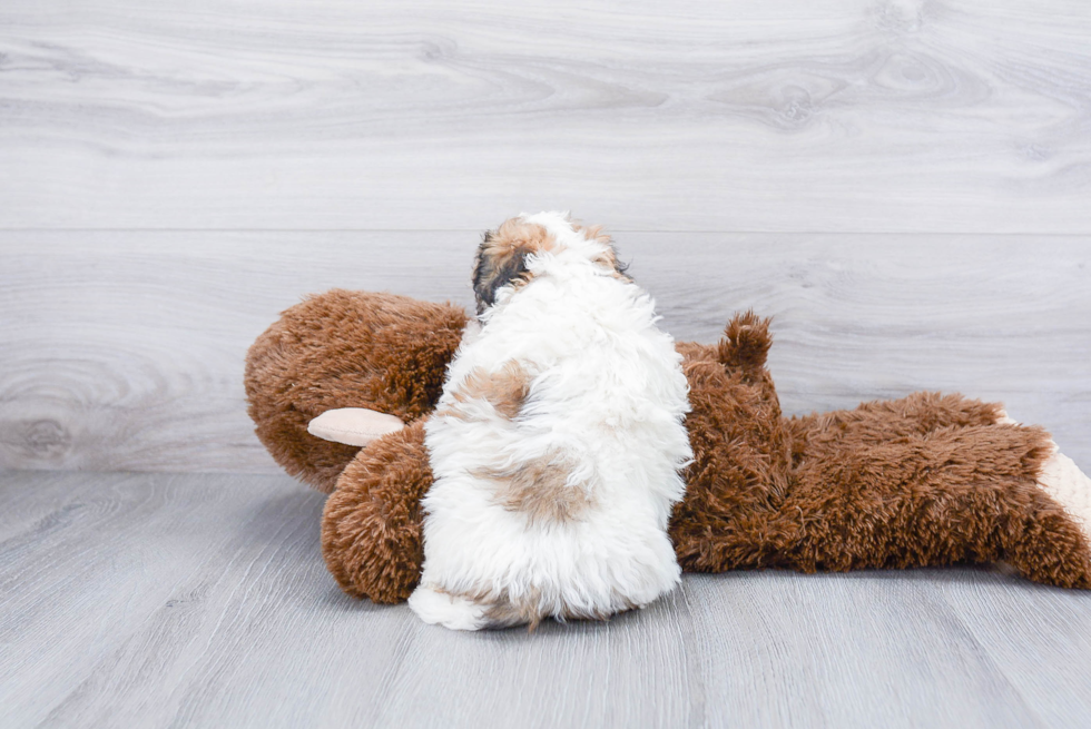 Teddy Bear Pup Being Cute