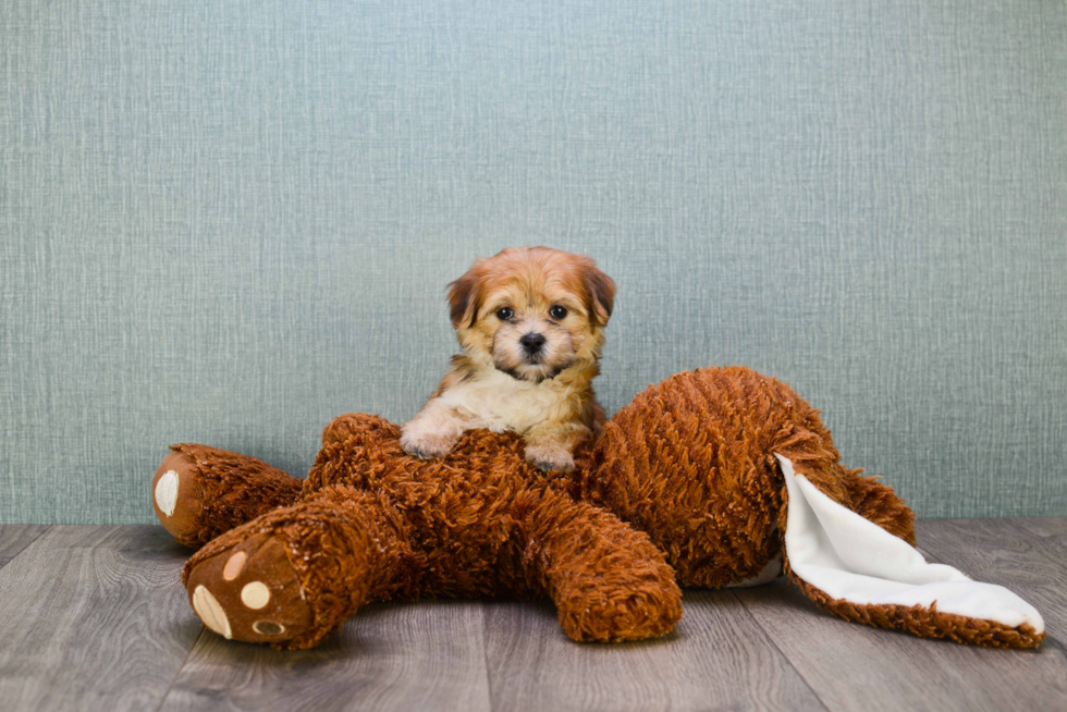 Hypoallergenic Yorkie Designer Puppy