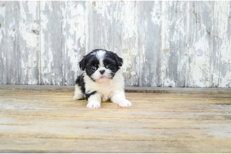 Teddy Bear Puppy for Adoption