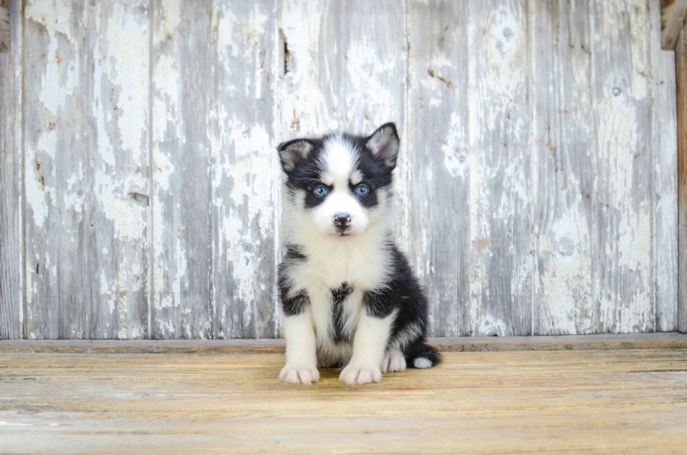 Pomsky Pup Being Cute