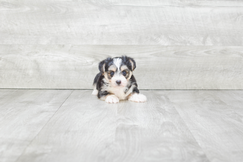 Playful Yorkie Designer Puppy