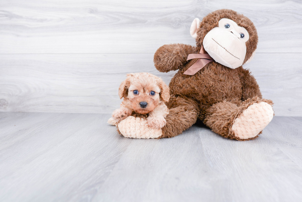 Energetic Cavoodle Poodle Mix Puppy