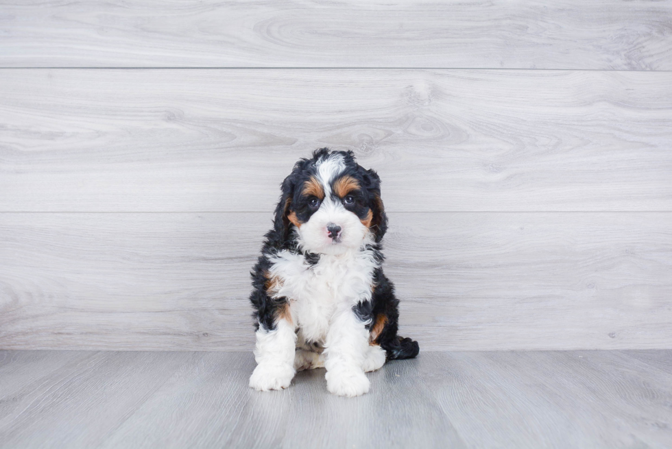 Friendly Mini Bernedoodle Baby