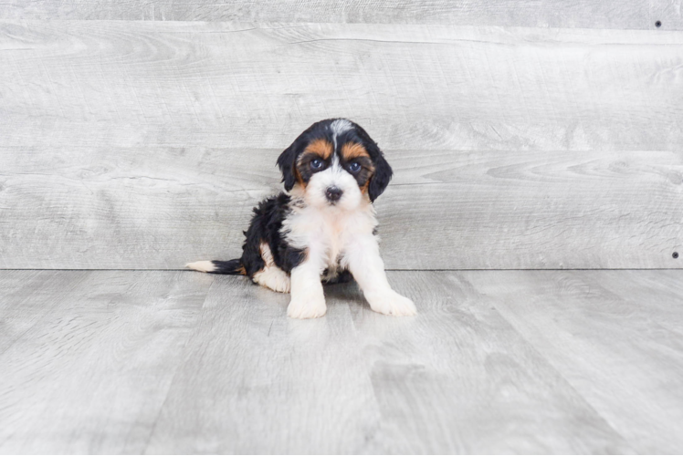 Small Mini Bernedoodle Baby