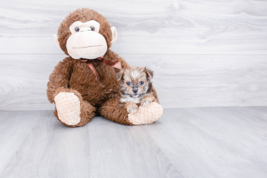 Morkie Puppy for Adoption