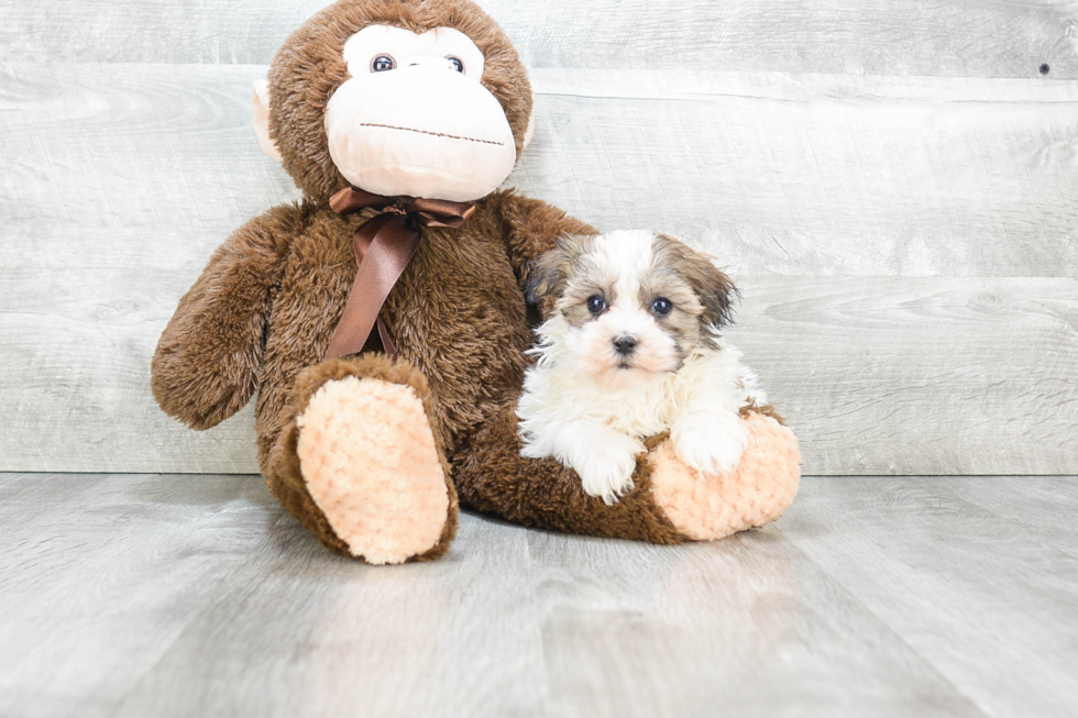 Sweet Havanese Purebred Puppy