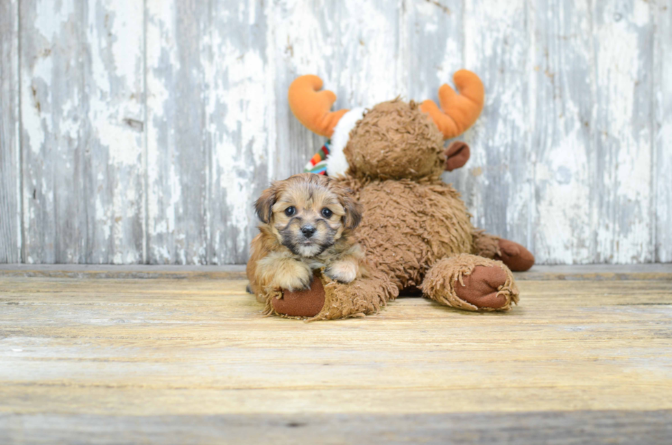 Morkie Puppy for Adoption