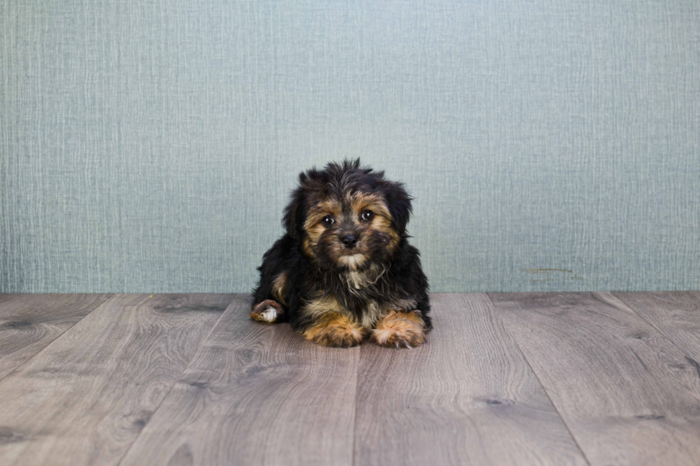 Morkie Puppy for Adoption