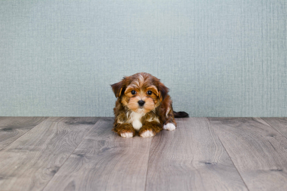 Morkie Puppy for Adoption