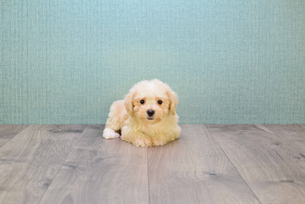 Fluffy Maltipoo Poodle Mix Pup