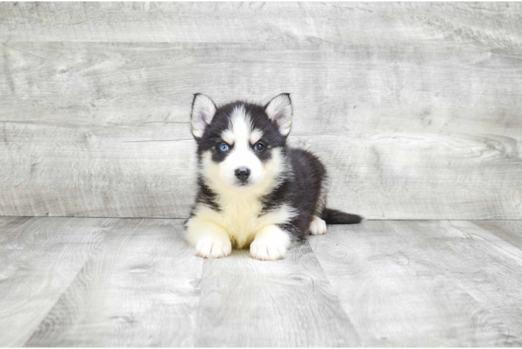 Playful Mini Husky Designer Puppy