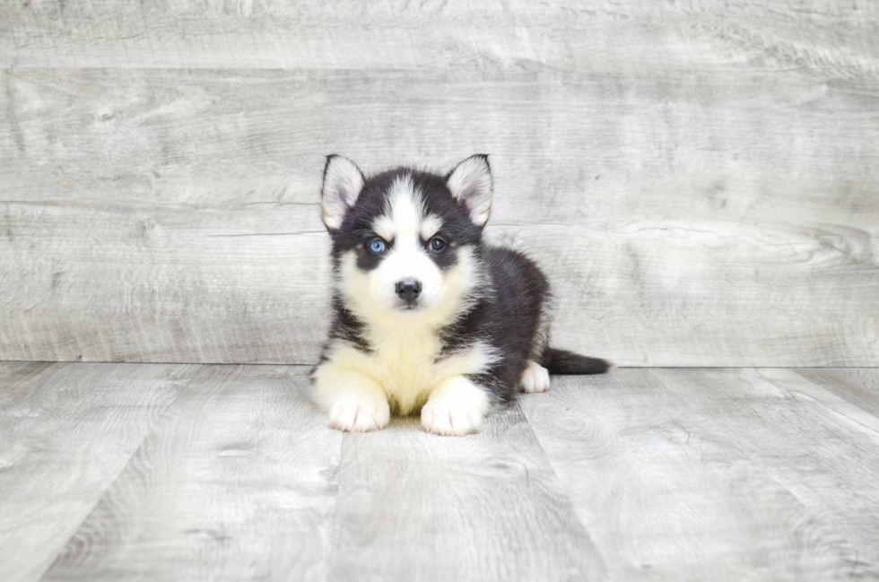 Playful Mini Husky Designer Puppy