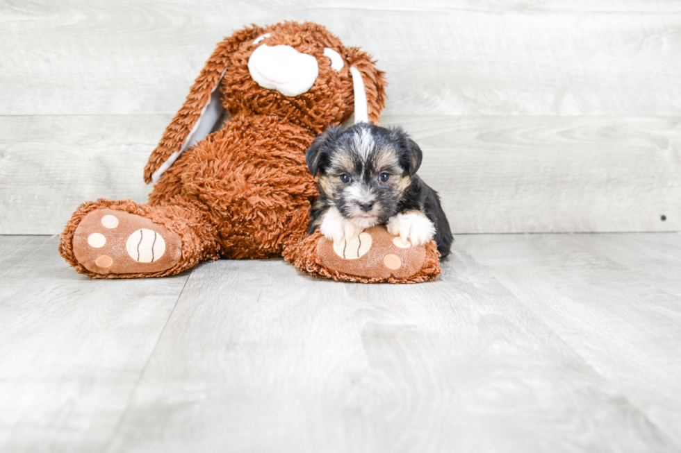 Funny Morkie Designer Pup
