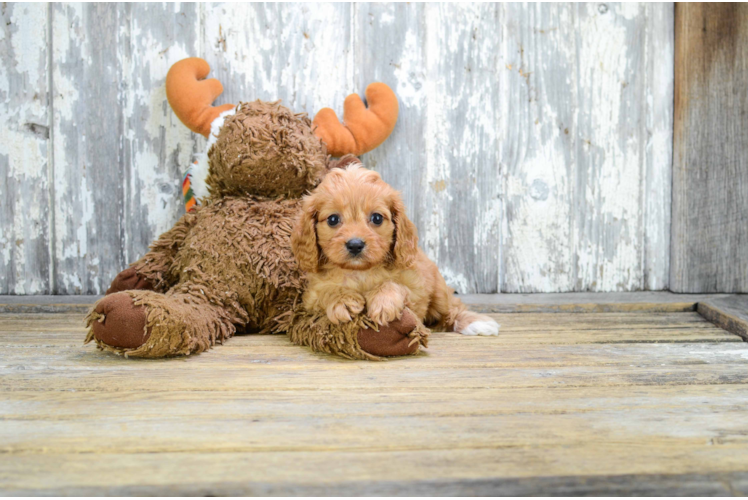 Cavapoo Pup Being Cute