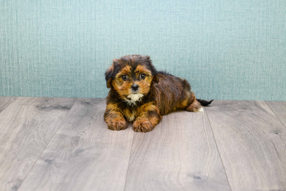 Shorkie Puppy for Adoption