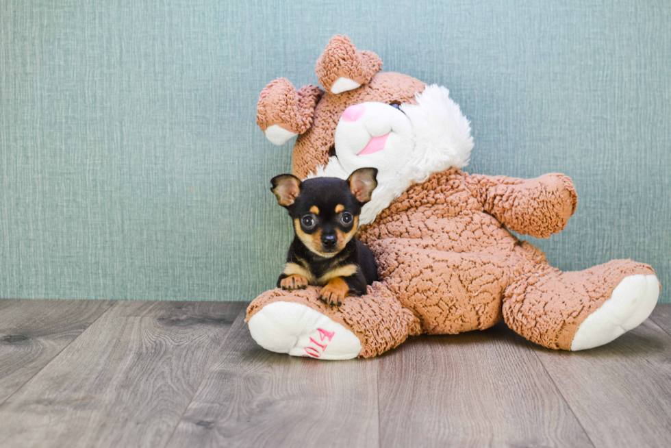 Cute Chihuahua Mix Pup