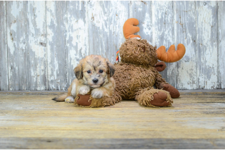 Funny Morkie Designer Pup