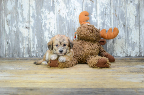 Funny Morkie Designer Pup