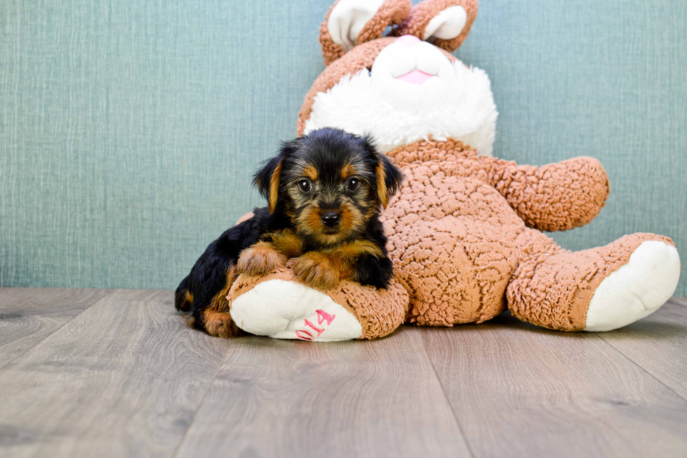 Meet Lisa - our Yorkshire Terrier Puppy Photo 