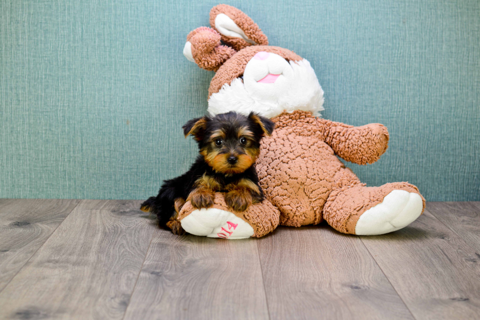 Meet Snickers - our Yorkshire Terrier Puppy Photo 