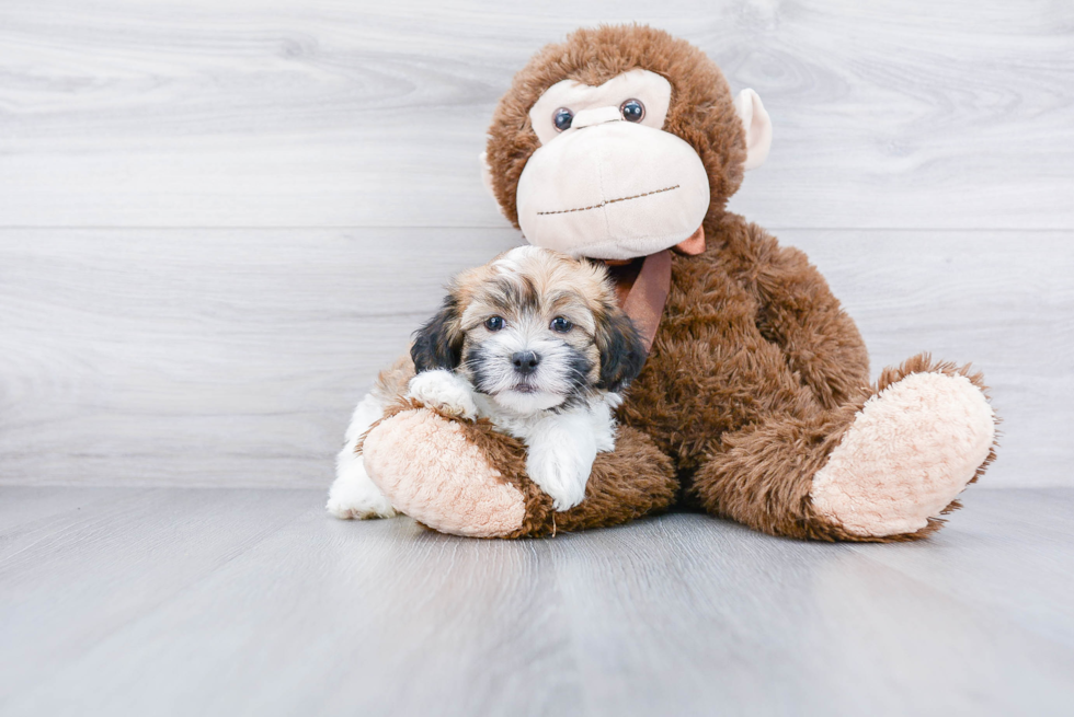 Akc Registered Havanese Baby