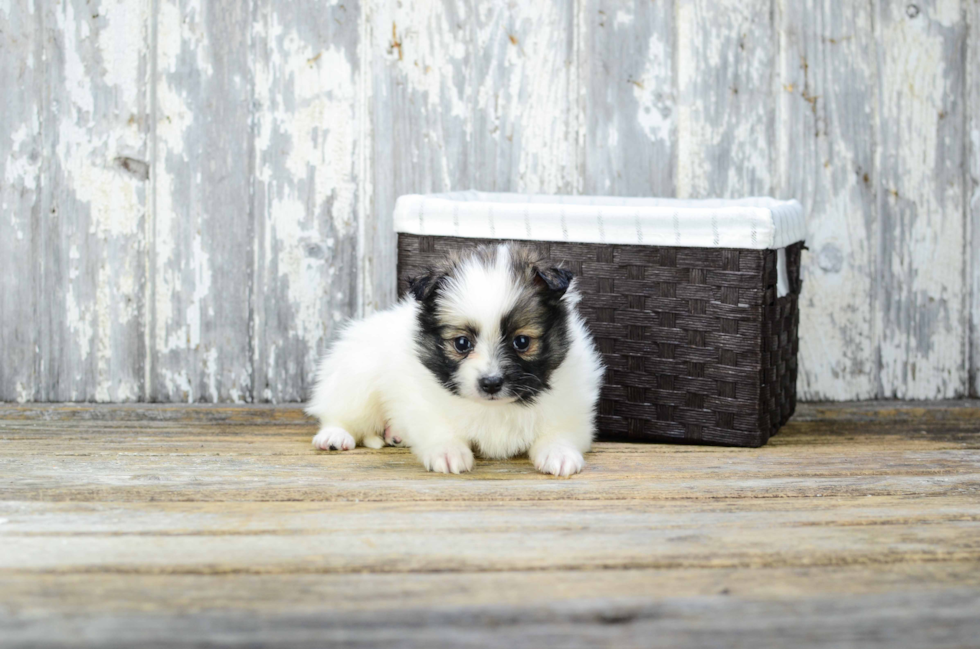 Pomeranian Puppy for Adoption