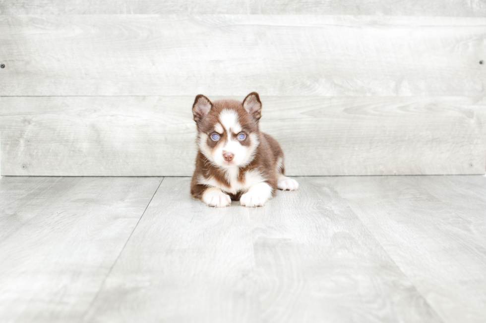 Pomsky Pup Being Cute