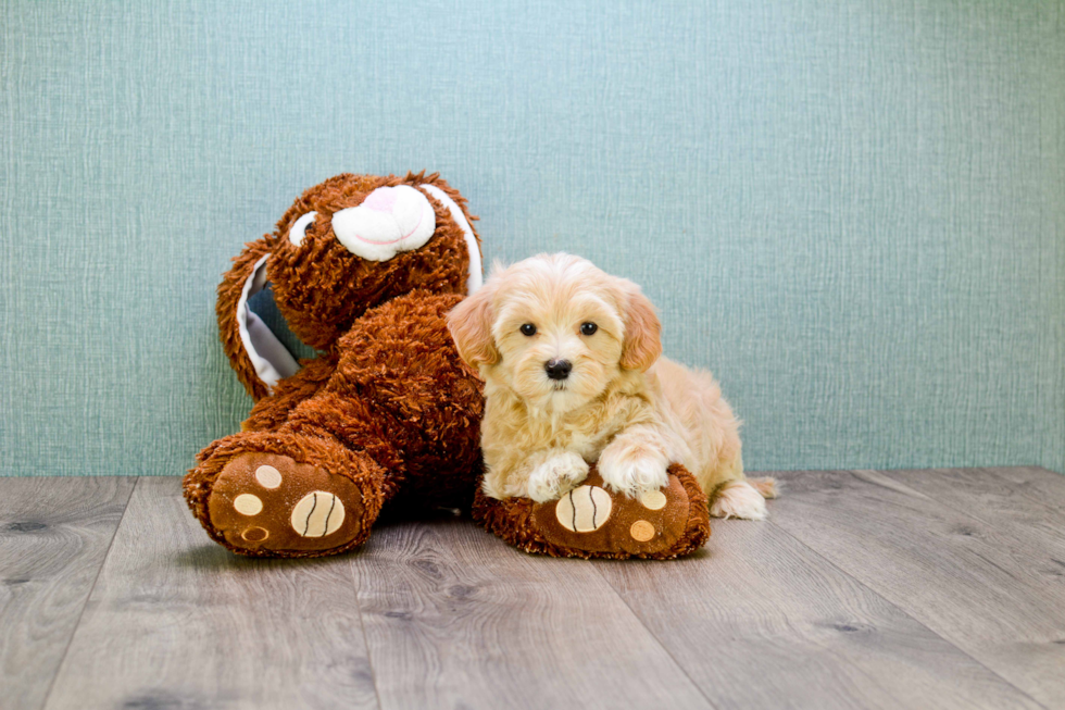 Funny Maltipoo Poodle Mix Pup