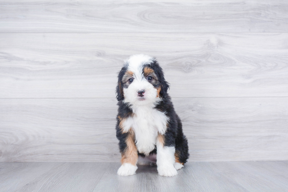 Mini Bernedoodle Puppy for Adoption