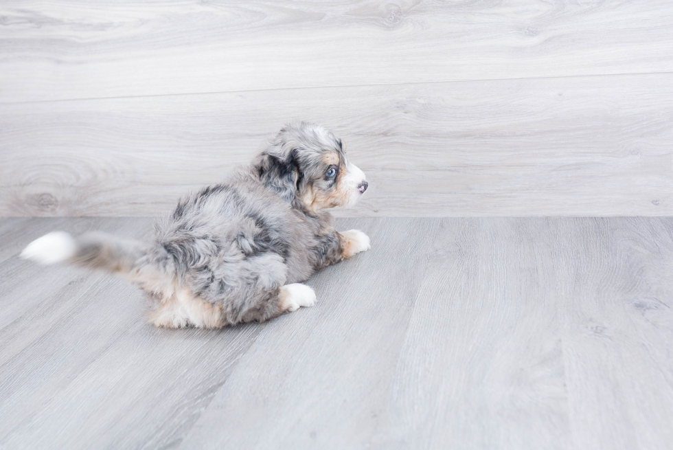 Happy Mini Bernedoodle Baby