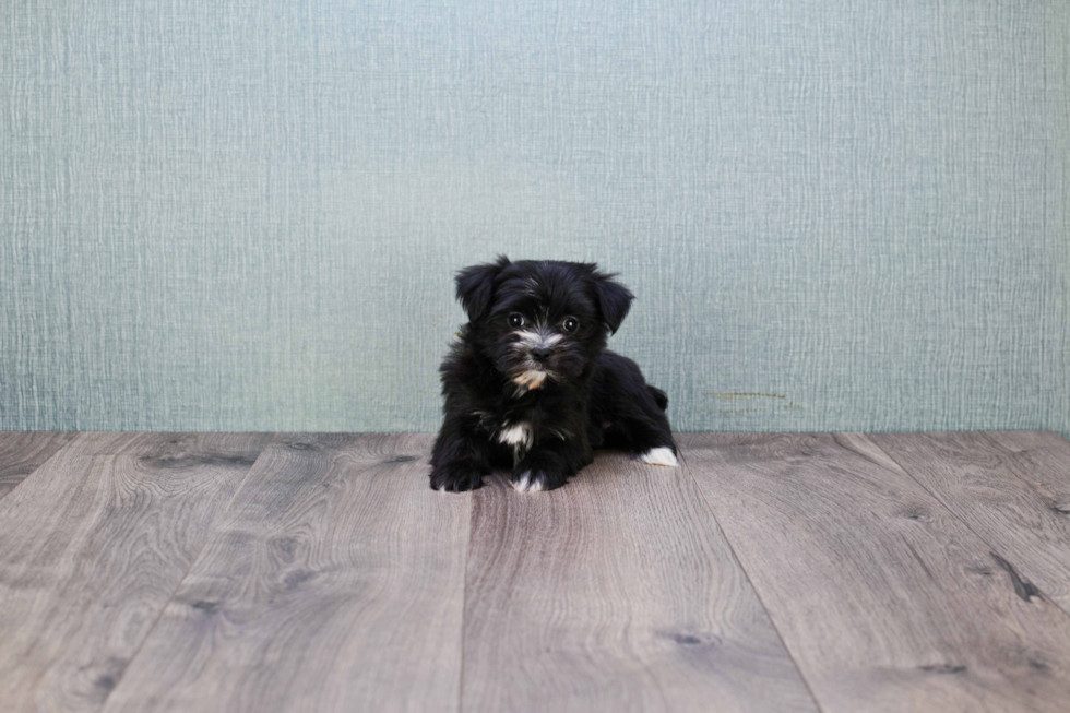 Morkie Puppy for Adoption