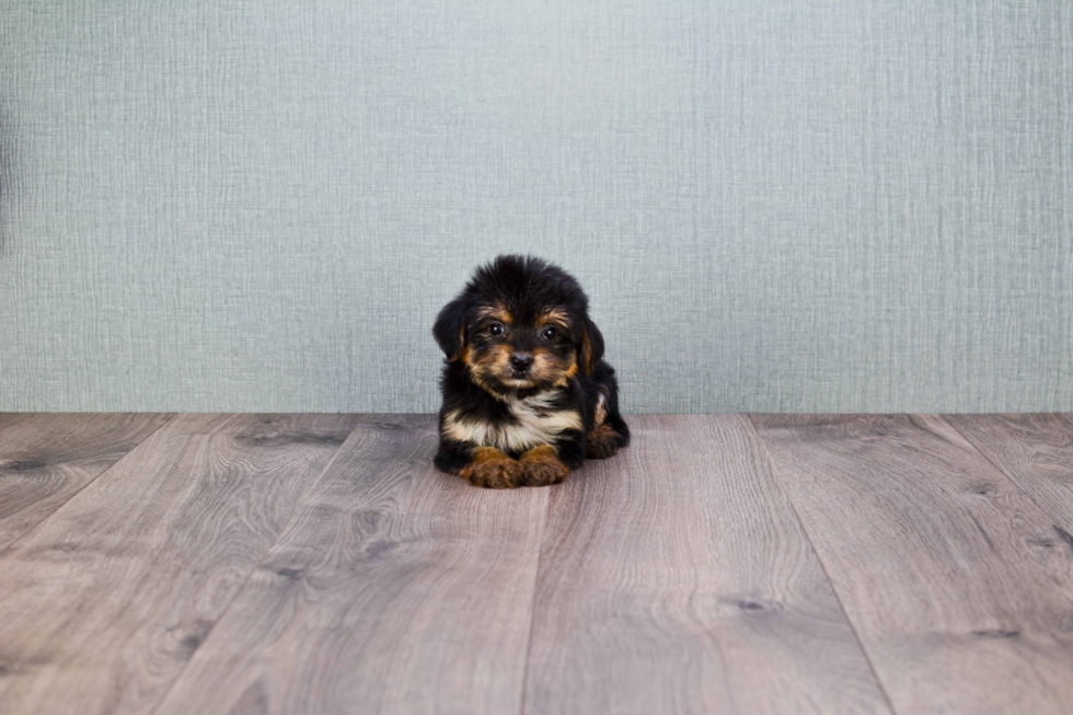 Morkie Puppy for Adoption