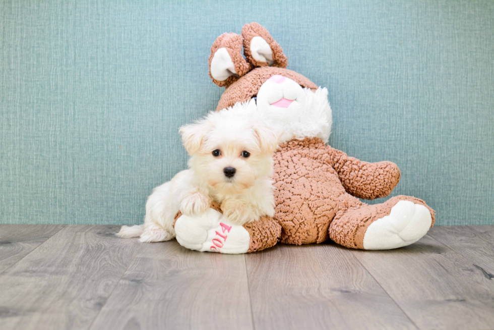 Cute Maltipoo Baby
