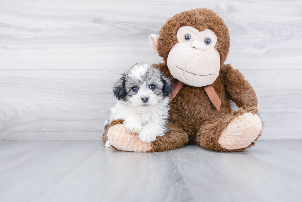 Teddy Bear Puppy for Adoption