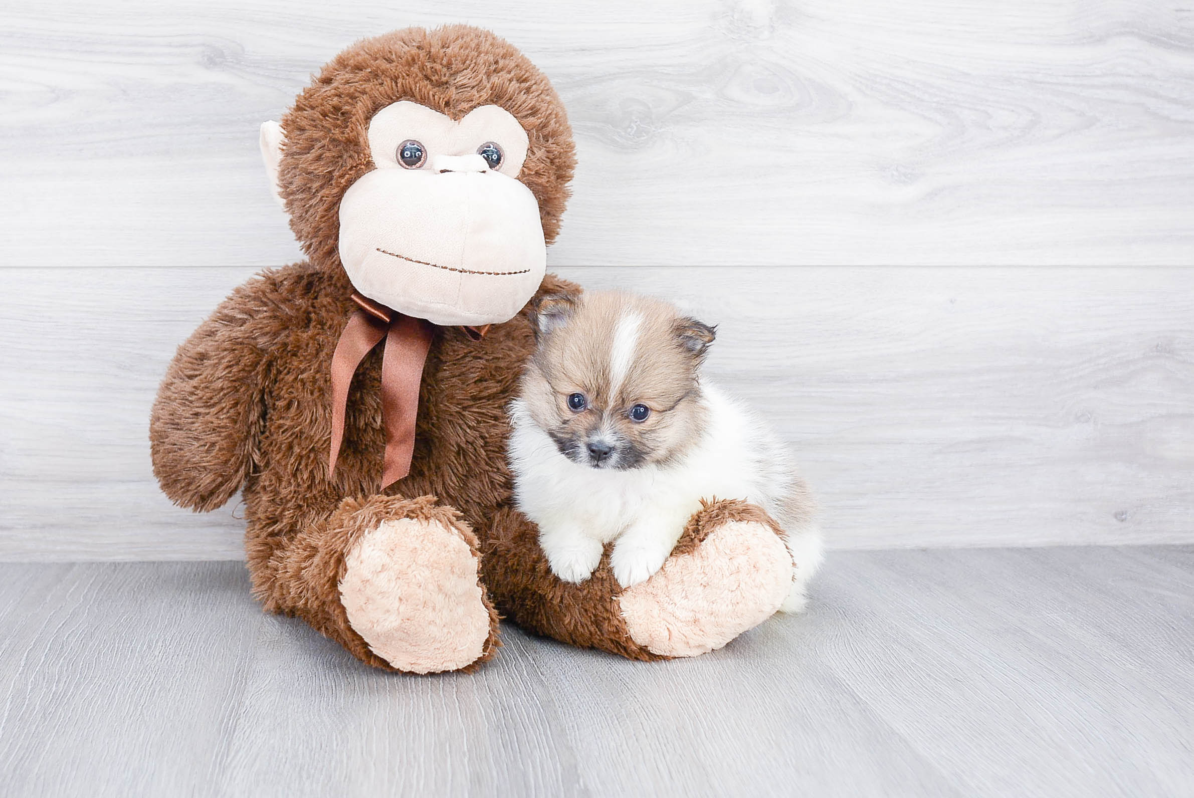 Pomeranian Pup Being Cute