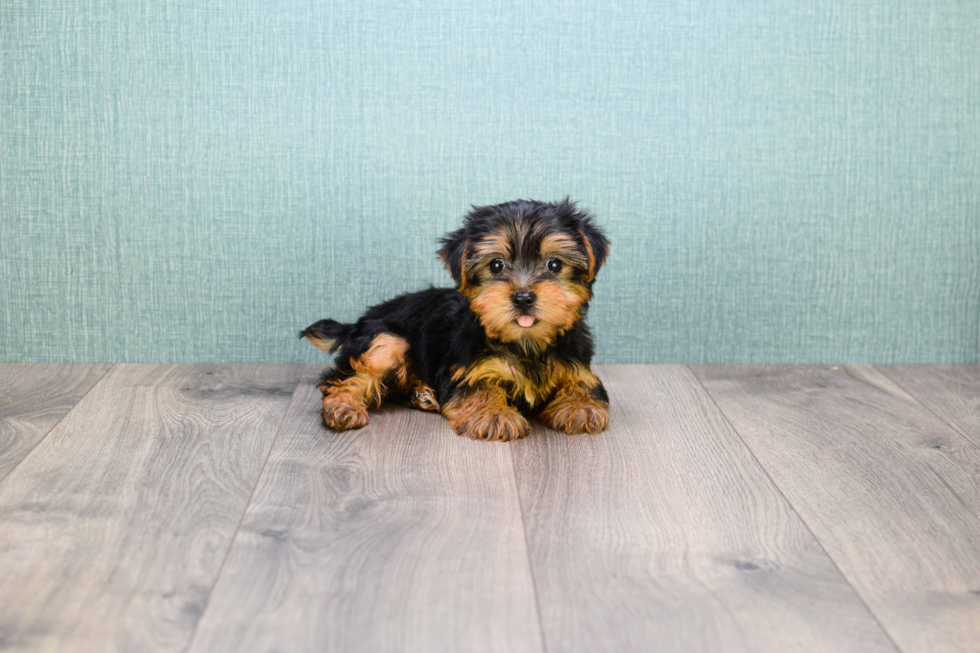 Meet  Teacup-Timmy - our Yorkshire Terrier Puppy Photo 
