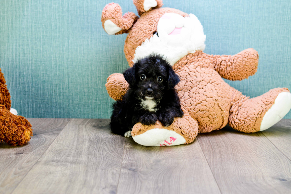 Smart Yorkie Poo Poodle Mix Pup