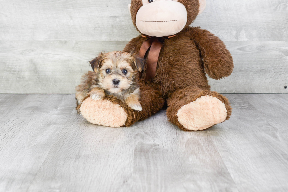Morkie Pup Being Cute