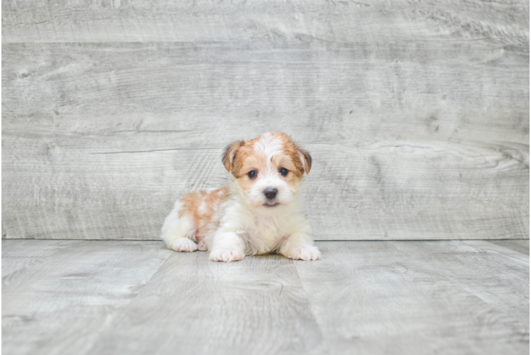 Morkie Puppy for Adoption