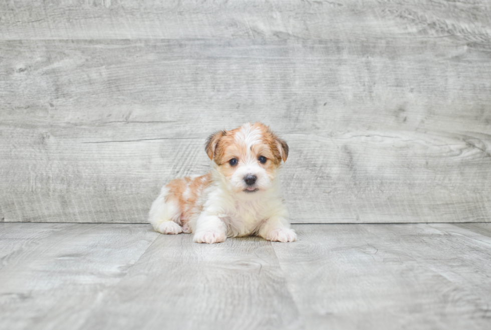 Morkie Puppy for Adoption