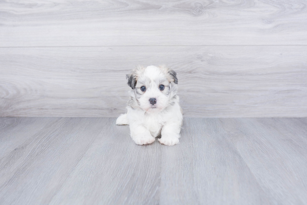 Petite Havanese Purebred Puppy